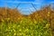 Vineyard in spring in Hanadiv valley Israel