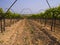Vineyard in spring in Hanadiv valley Israel