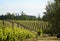 Vineyard in spring in Portugal