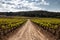 Vineyard in spring season in Spain, wine grapevine farm with no grape