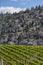 Vineyard in Springtime: Rows of Grapes in a mountain valley