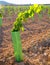 Vineyard sprouts baby grape vines in a row