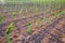 Vineyard sprouts baby grape vines in a row