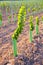 Vineyard sprouts baby grape vines in a row