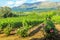 Vineyard of Stellenbosch