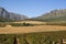 Vineyard in Stellenbosch, South Africa