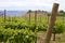 Vineyard with Stonehenge backdrop