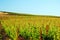 A vineyard stretches to the horizon