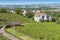 vineyard Stuttgart city