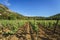 Vineyard in the summer against a medieval village and mountains in France