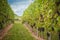 Vineyard summer landscape. Farm winery and wine growing. Green grapes on plants