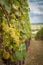 Vineyard summer landscape in Germany. Farm winery and wine growing. Green grapes on vines