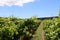 Vineyard in Summer at Martinborough. New Zealand