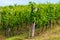 Vineyard in summer morning, grape vines planted in rows, Europe