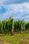 Vineyard in summer morning, grape vines planted in rows, Europe