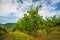 Vineyard in summer morning, grape vines planted in rows, Europe