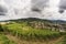 Vineyard in the summer, Staufen, Schwarzwald