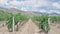 Vineyard on a sunny day. Rows of grape trees. Vine. Young grapes. Agriculture.