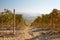 Vineyard in a sunny fall day, yellow leaves and ground path