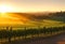 A vineyard at sunrise, the grapevines drenched in the soft, warm glow of the early morning.