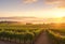 A vineyard at sunrise, the grapevines drenched in the soft, warm glow of the early morning.