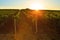 Vineyard at sunrise with lens flare