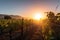 vineyard sunrise, with the sun rising over rows of vines and mountains in the distance