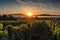 vineyard sunrise, with the sun rising over rows of vines and mountains in the distance