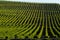 Vineyard Sunrise-Vineyards of Saint Emilion