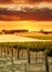 Vineyard Sunset