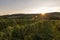 Vineyard at sunset. Landscape with autumn vineyards and organic grape on vine branches.