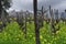 Vineyard at sunset near medieval village