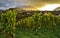 Vineyard at sunset near Spiez Castle