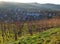 Vineyard, sunset and view on Gengenbach