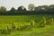 Vineyard in Surrey, England