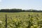 Vineyard in Surrey. England