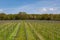 A vineyard in Sussex in springtime