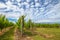 Vineyard in Tasmania