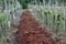 Vineyard in Terra Rossa soil, red soil in spring time