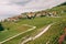 Vineyard terraces at Lake Geneva in spring, Lavaux