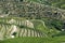 Vineyard terraces and olive trees in the Douro region