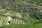 Vineyard terraces and olive trees in the Douro region, Pinhao