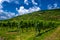 Vineyard With Terraces In The Wachau Danube Valley In Austria