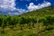 Vineyard With Terraces In The Wachau Danube Valley In Austria