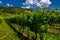 Vineyard With Terraces In The Wachau Danube Valley In Austria