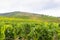 Vineyard in Tokaj, Hungary