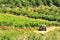 Vineyard tractor, Gorges du Tarn, France