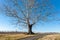 Vineyard Tree against a bright blue sky