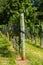 Vineyard Trellis and Grape Vine