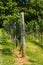 Vineyard Trellis and Grape Vine